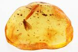 Detailed Fossil Caddisfly (Trichoptera) and Enhydros In Baltic Amber #381231-2